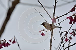 White-eye-framed gray bird Alcippe morrisonia, a common bird photo