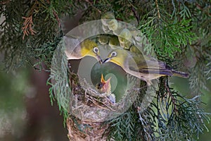 White-eye - parents' love by heart photo