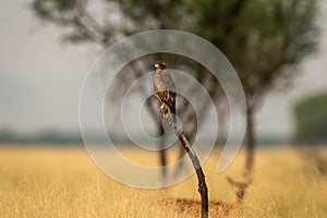 White eyed buzzard or Butastur teesa perched on a dead branch in open grassland at tal chhapar blackbuck sanctuary churu rajasthan