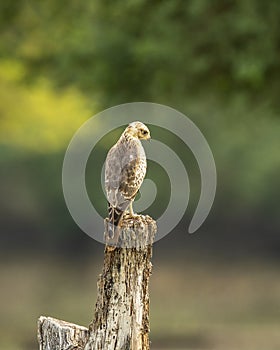 White eyed buzzard or Butastur teesa perched in natural scenic green background in winter migration at velavadar blackbuck