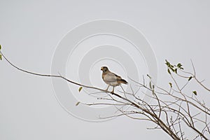 White-eyed buzzard Butastur teesa perching on tree branch photo