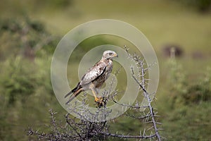 White-eyed buzzard, Butastur teesa, Satara, Maharashtra