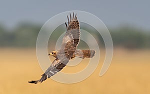 White eyed buzzard in flight