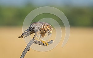 White eyed buzzard with kill