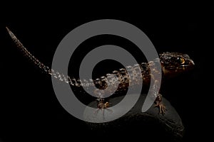 White-eyed crocodile skink Tribolonotus novaeguineae