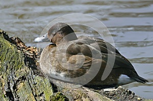 White-eyed Duck or Hardhead