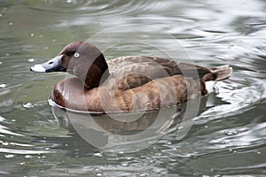 the white eyed duck is swimming in the lake