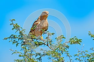 White-eyed greater kestrel, Falco rupicoloides, sitting on the tree branch with blue sky, Moremi, Okavango delta, Botswana, Afric