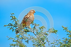 White-eyed greater kestrel, Falco rupicoloides, sitting on the tree branch with blue sky, Moremi, Okavango delta, Botswana, Afric