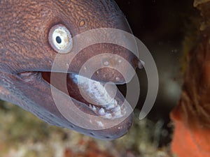 White-eyed moray eel