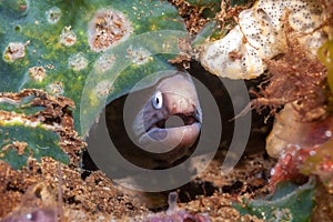 White eyed moray eel Philippines