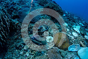 White eyed Moray Eel, Siderea Thyrsoidea.