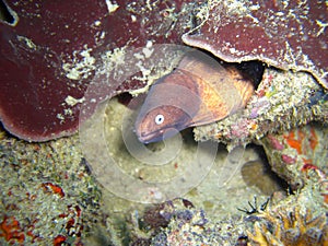 White eyed Moray Eel (Siderea Thyrsoidea) in the filipino sea 28.10.2012