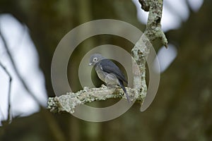 White eyed Slaty Flycatcher on branch, Melaenornis fischeri