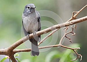 White-eyed slaty flycatcher sitting on branch