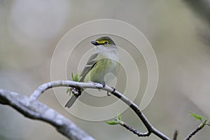 White Eyed Vireo