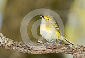 White eyed vireo