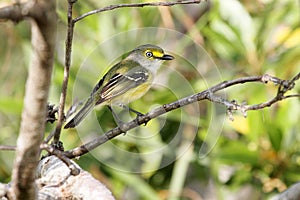 White-eyed Vireo griseus