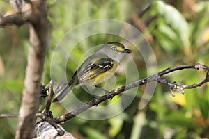 White-eyed Vireo (griseus) photo