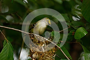 White eyed Vireo nest Holly Springs NC