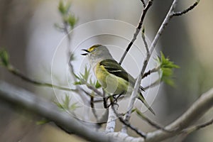 White Eyed Vireo Singing