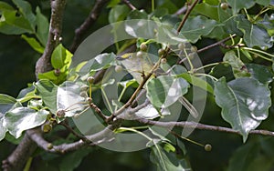 White-eyed Vireo songbird singing in Bradford Pear Tree, Georgia USA