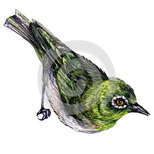 The White-eyes Birds Watercolor Illustration