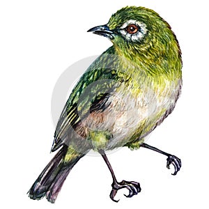 The White-eyes Birds Watercolor Illustration