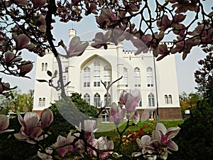 White facade of the neo-Gothic castle in Kornik and magnolias in the arboretum at the castle, Poland