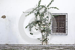 White facade with window