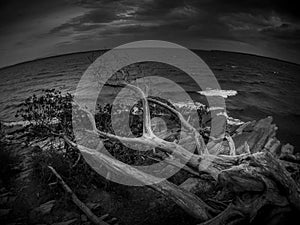 Black and white summer landscape