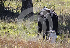 White face black cow eating in field closeup