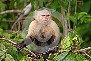 White face Capuchin Monkey