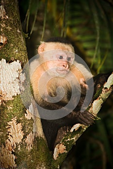 White face Capuchin Monkey.