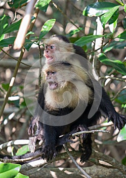 White face Capuchin Monkey Costa Rica