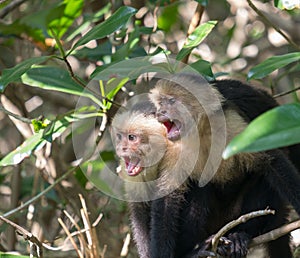 White face Capuchin Monkey Costa Rica