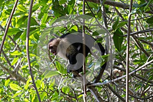White face Capuchin Monkey Costa Rica