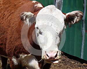 White face of Hereford cow standing in the barnyard