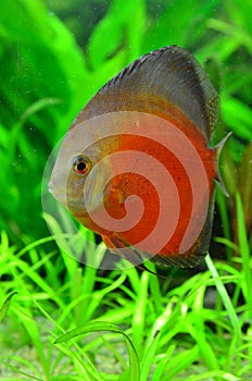 White face melon discus fish