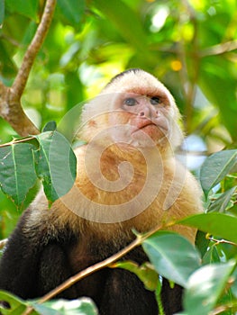 White face monkey in the rainforest