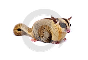 White face Sugar glider, Petaurus breviceps