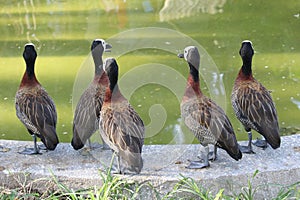 White faced brazilian ducks photo