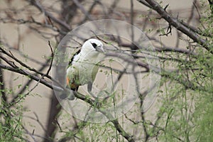 White-faced buffalo-weaver