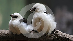 White-faced buffalo-weaver (Dinemellia dinemelli)