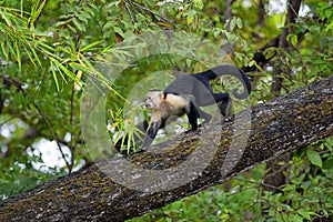 White faced Capuchin photo