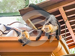 White faced capuchin and baby on the roof