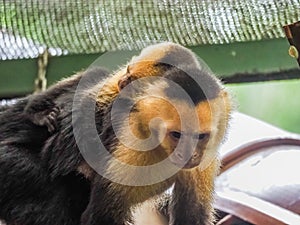 White faced capuchin and baby Views around Costa Rica