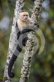 White-faced Capuchin - Cebus capucinus