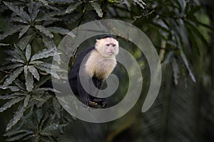 White-faced Capuchin - Cebus capucinus