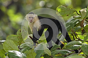 White-faced Capuchin - Cebus capucinus